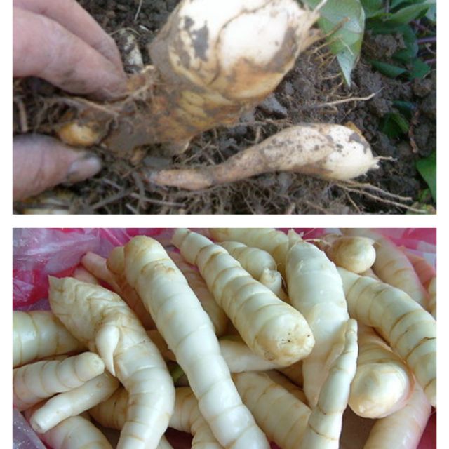 生鮮粉薯 葛鬱金塊莖 蝦皮購物
