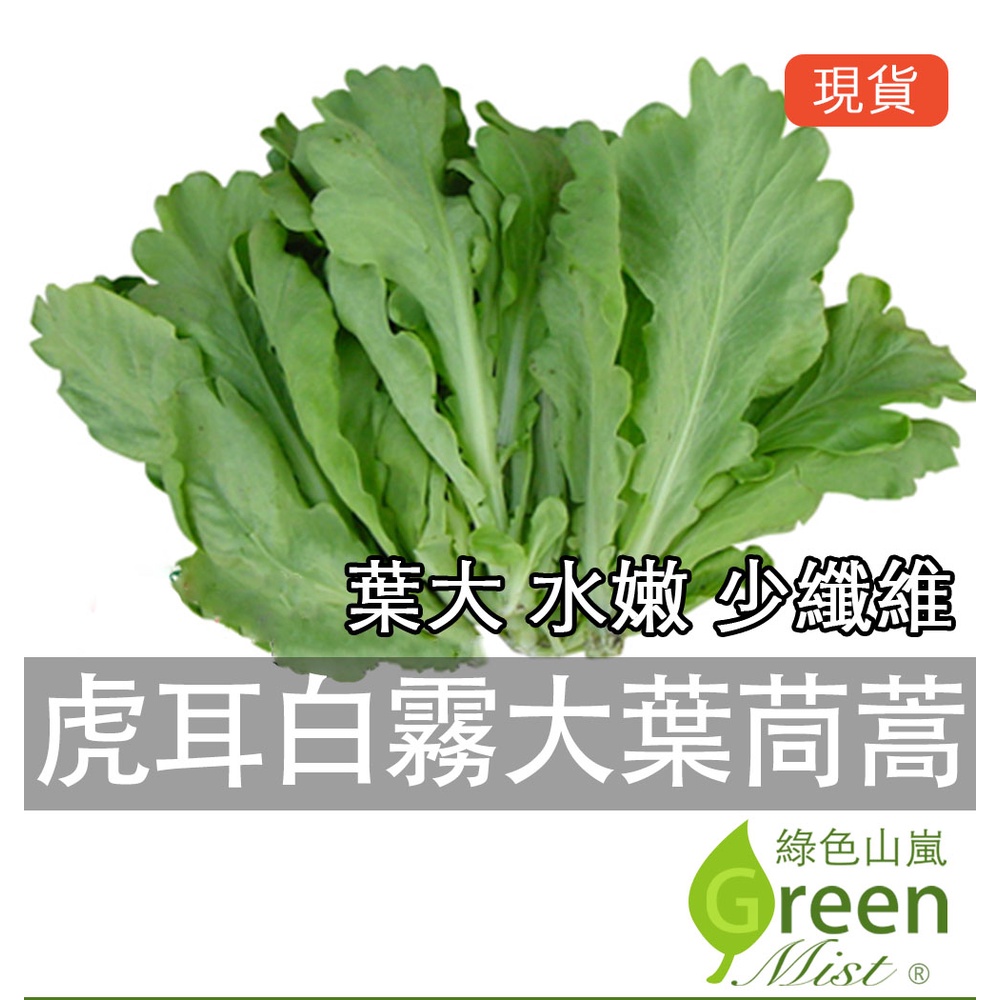 現貨 世文虎耳白霧大葉茼蒿 約3000粒種子 茼蒿種子火鍋蔬菜冬荷春菊打某菜蔬菜種子 綠色山嵐 蝦皮購物
