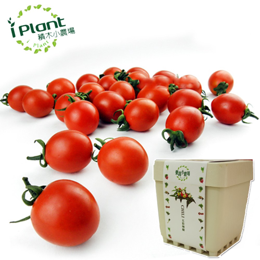 iPlant積木小農場-小蕃茄