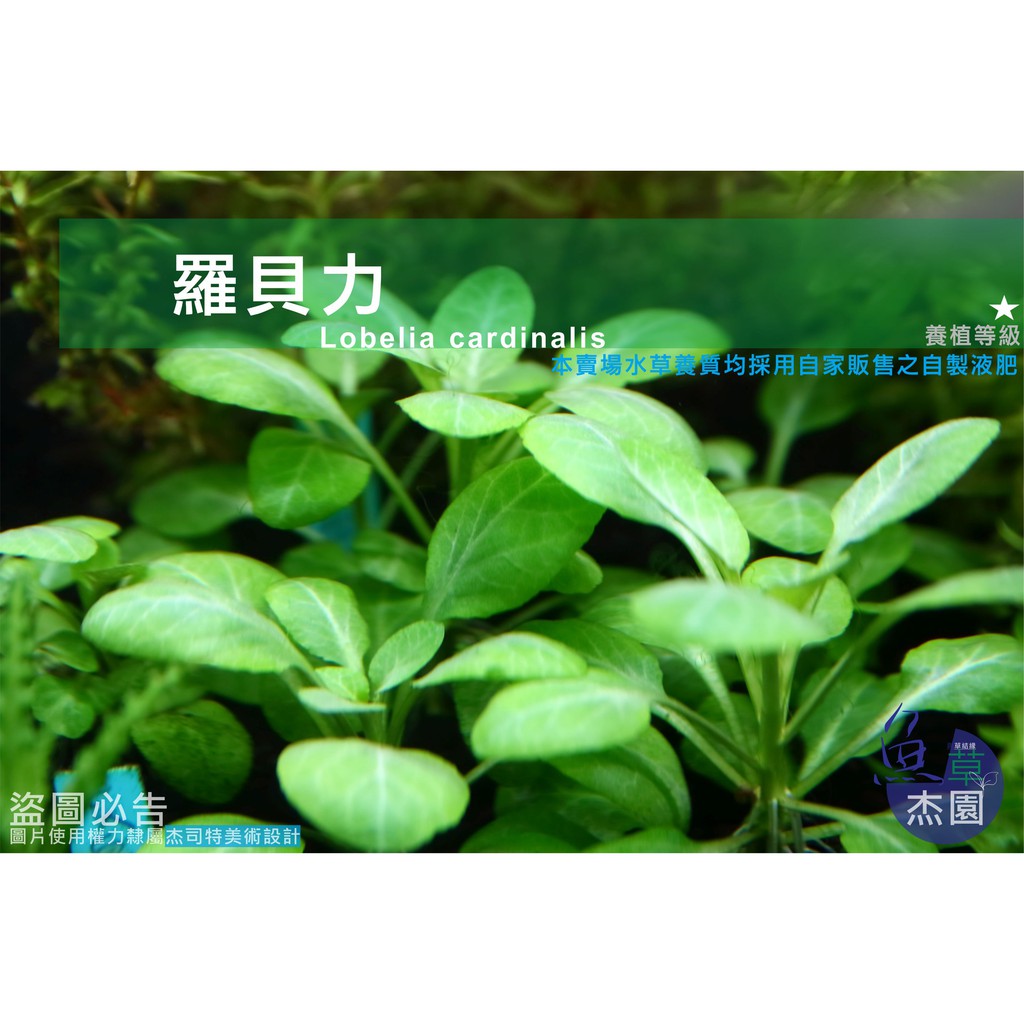魚草杰園 羅貝力1株 水草 前景草 造景 綠色水草 蝦皮購物