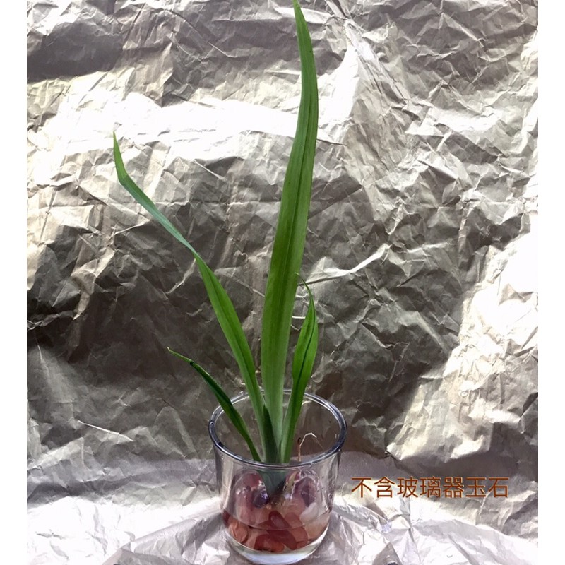 觀花苗黃花鳶尾小苗可水耕 搭配黑膽石等 土耕箭形植物驅吉避難 蝦皮購物