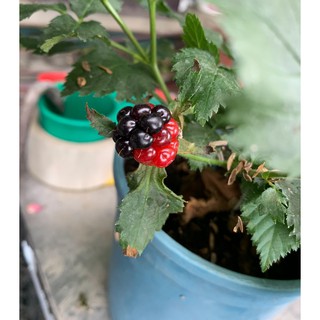 一禪種苗園-對人體非常有益的水果<黑莓/黑莓樹>水果苗-5吋盆 #5