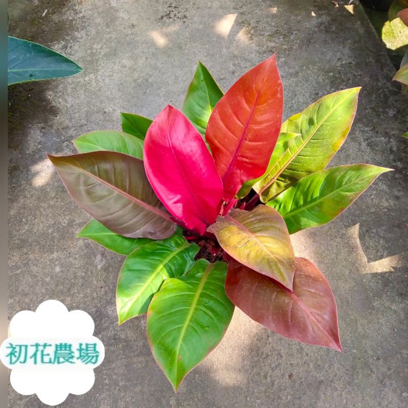 蔓绿绒品种大全 这观叶植物这么好养 总有一种适合你 叶子呈