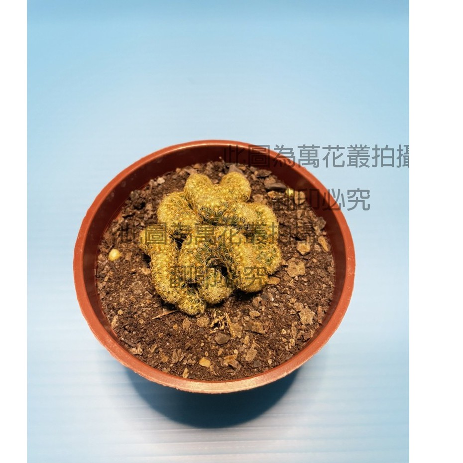 萬花叢 仙人掌植物 黃金司綴化仙人掌 3吋盆 蝦皮購物