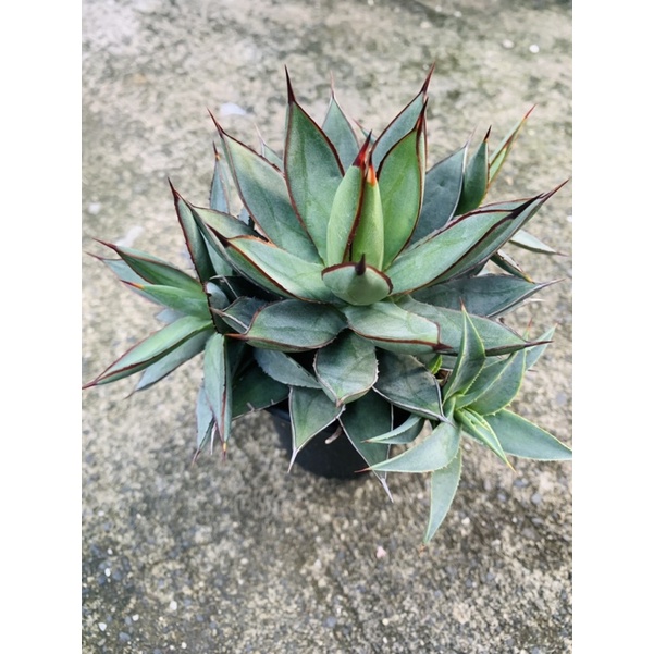 瀧雷龍舌蘭 agave