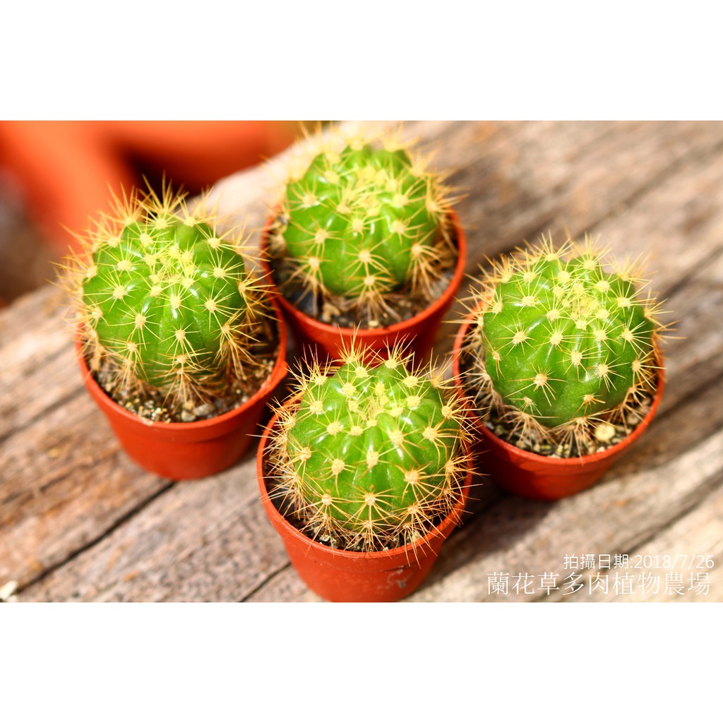 1吋迷你盆 金盛丸 仙人掌 蘭花草園藝 蝦皮購物