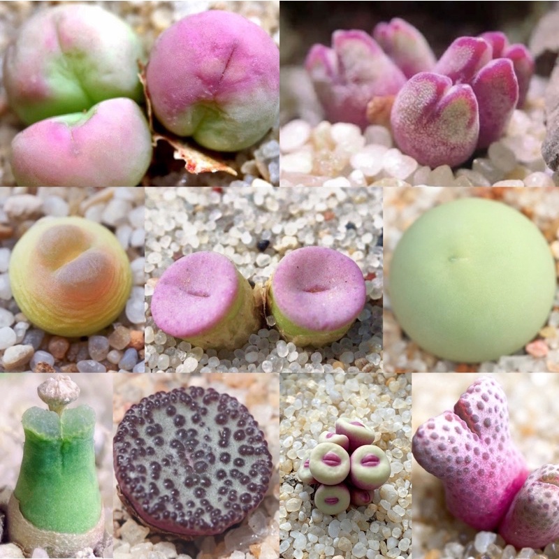 多肉石頭玉 Ptt Dcard討論與高評價網拍商品 21年9月 飛比價格