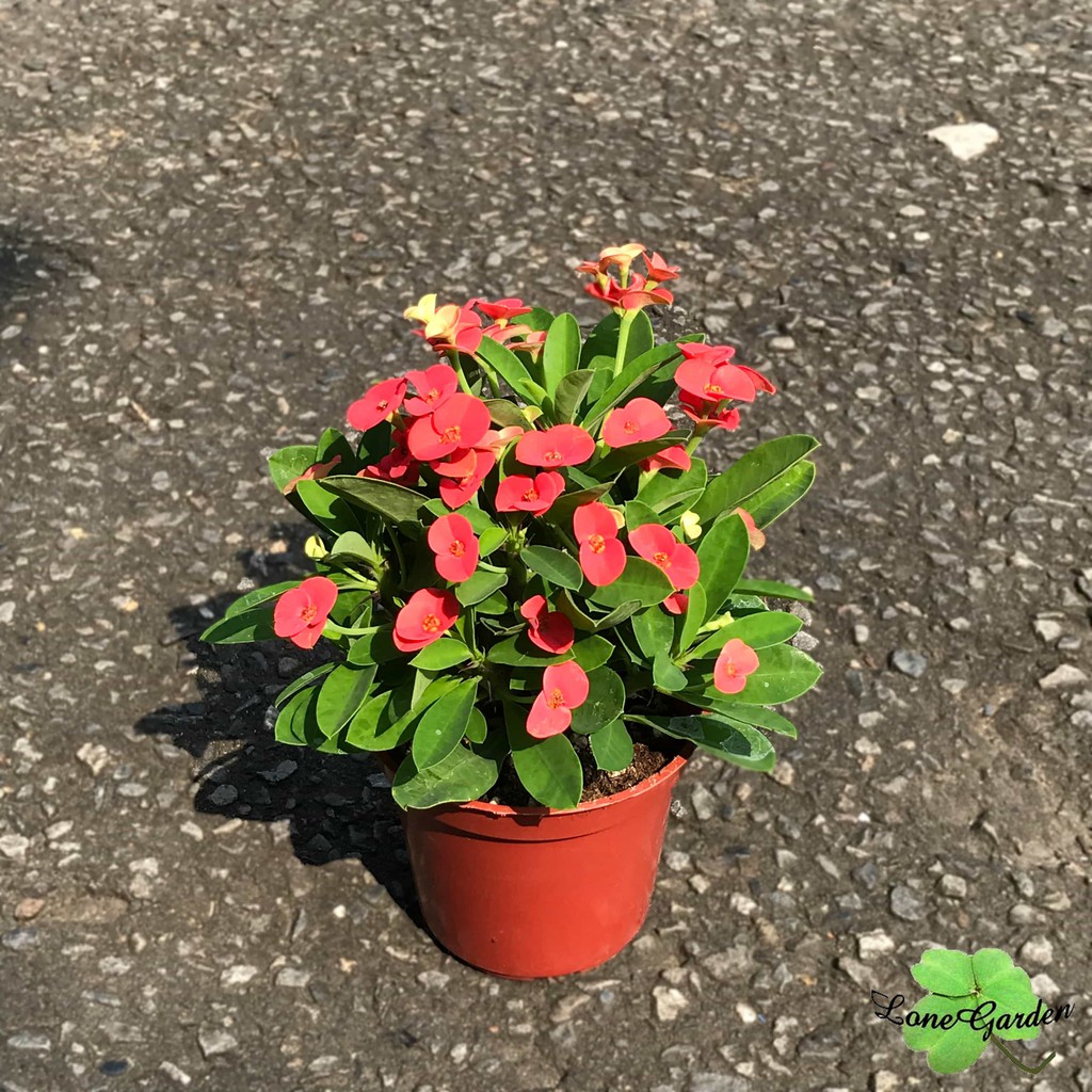 長榮 麒麟花 3吋盆避邪植物有刺植物多肉植物吉祥富貴盆栽常綠植物樹種花期長 蝦皮購物