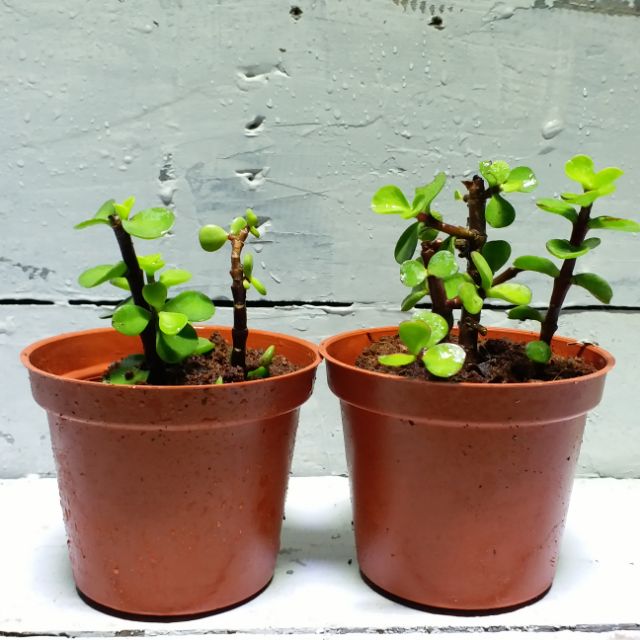 Samgreen 銀杏木盆栽 3吋盆 耐旱植栽 日照植物 蝦皮購物