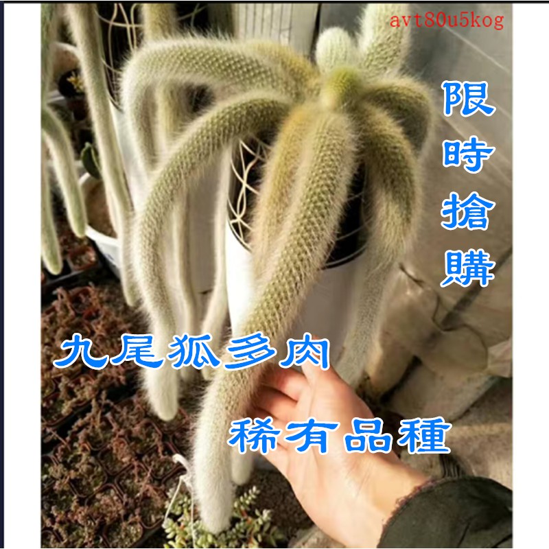 九尾狐多肉種子 猴尾柱九尾狐多肉 種子 多款 種子 稀有品種易養活 蝦皮購物