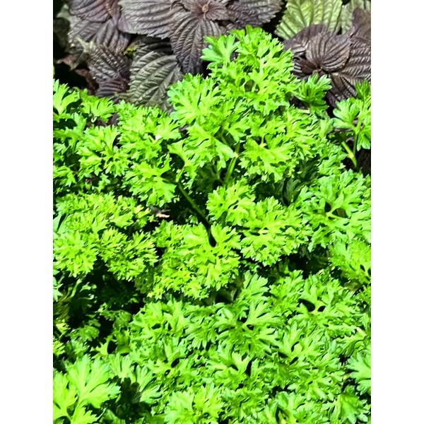 廚神在我家~捲葉巴西里curly leaf parsley