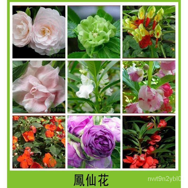 鳳仙花種子 重瓣七彩 茶花種子 鳳仙花 陽台盆栽花卉植物 四季開花