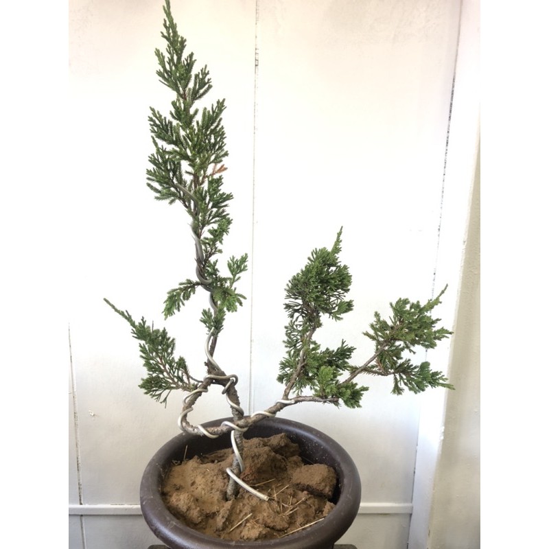 真柏盆栽開幕盆栽室內盆栽門口盆栽 蝦皮購物