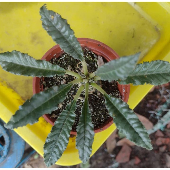 3寸盆鋸齒綿葉琉桑塊根多肉植物室內植物綠化植物 蝦皮購物