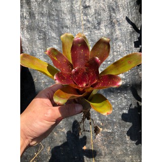 漫活雨林 Neoregelia More or Less 小型五彩/五彩積水鳳梨/積水鳳梨/觀賞/園藝