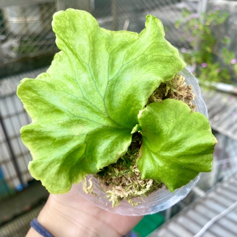 鹿角草 Ptt Dcard討論與高評價網拍商品 21年11月 飛比價格