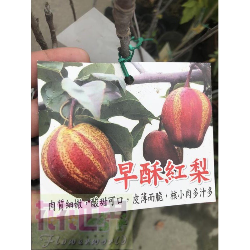 花花世界_水果苗早酥紅梨 新品種4吋盆高30-40公分