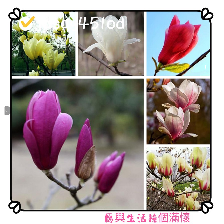 玉蘭花種子四季開花大型庭院紅黃白紫玉蘭花種子廣玉蘭花白蘭花種子 蝦皮購物