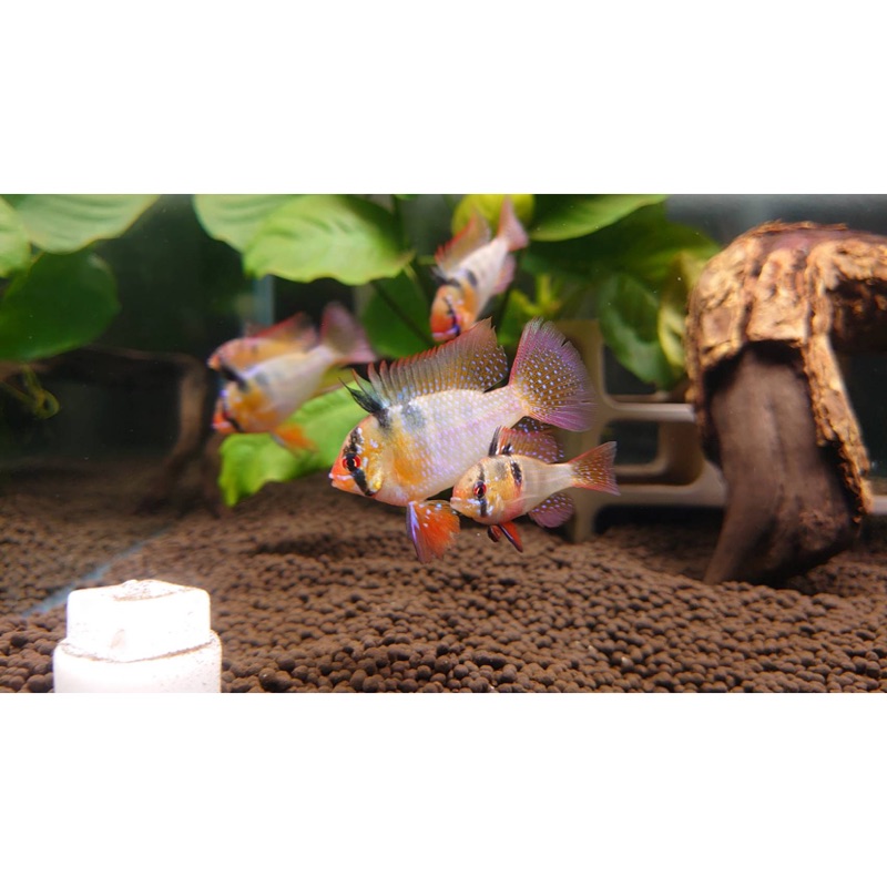 水魚水族 現貨 感恩回饋 德系荷蘭鳳凰對魚一對短鯛活餌模型 蝦皮購物
