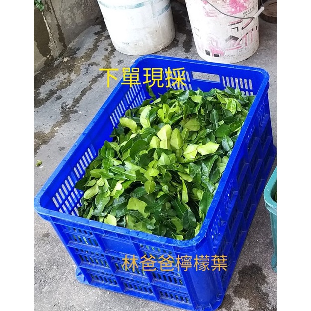 馬蜂橙葉子一斤（泰國檸檬葉）600g  固定週一出貨