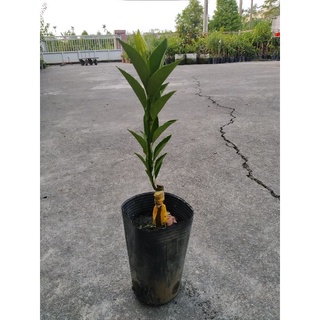 4 5吋扁實檸檬苗 台灣香檬苗無刺水果苗嫁接苗樹苗 超取最多2盆 蝦皮購物