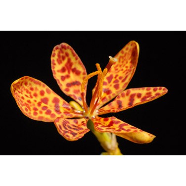 射干 射干鳶尾  雄黃蘭觀音蘭  種子實生苗  Blackberry Lily