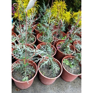 ♥花園植物工坊♥觀葉植物♥藍冰柏♥5/6吋♥