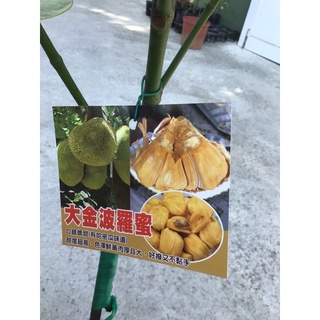 卉迎園藝 大金波羅蜜靠接苗高度70公分/水果樹苗/新興果樹