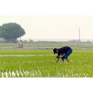 9公斤白米的價格 比價撿便宜