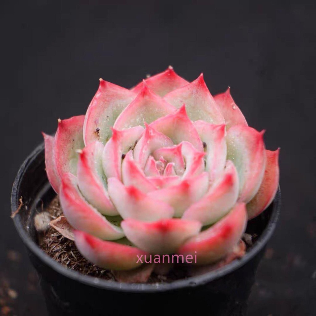 多肉植物黑玫瑰側影粉玫瑰水晶玫瑰多頭陽臺辦公室綠植花卉肉肉植物淨化空氣品質好台灣 蝦皮購物