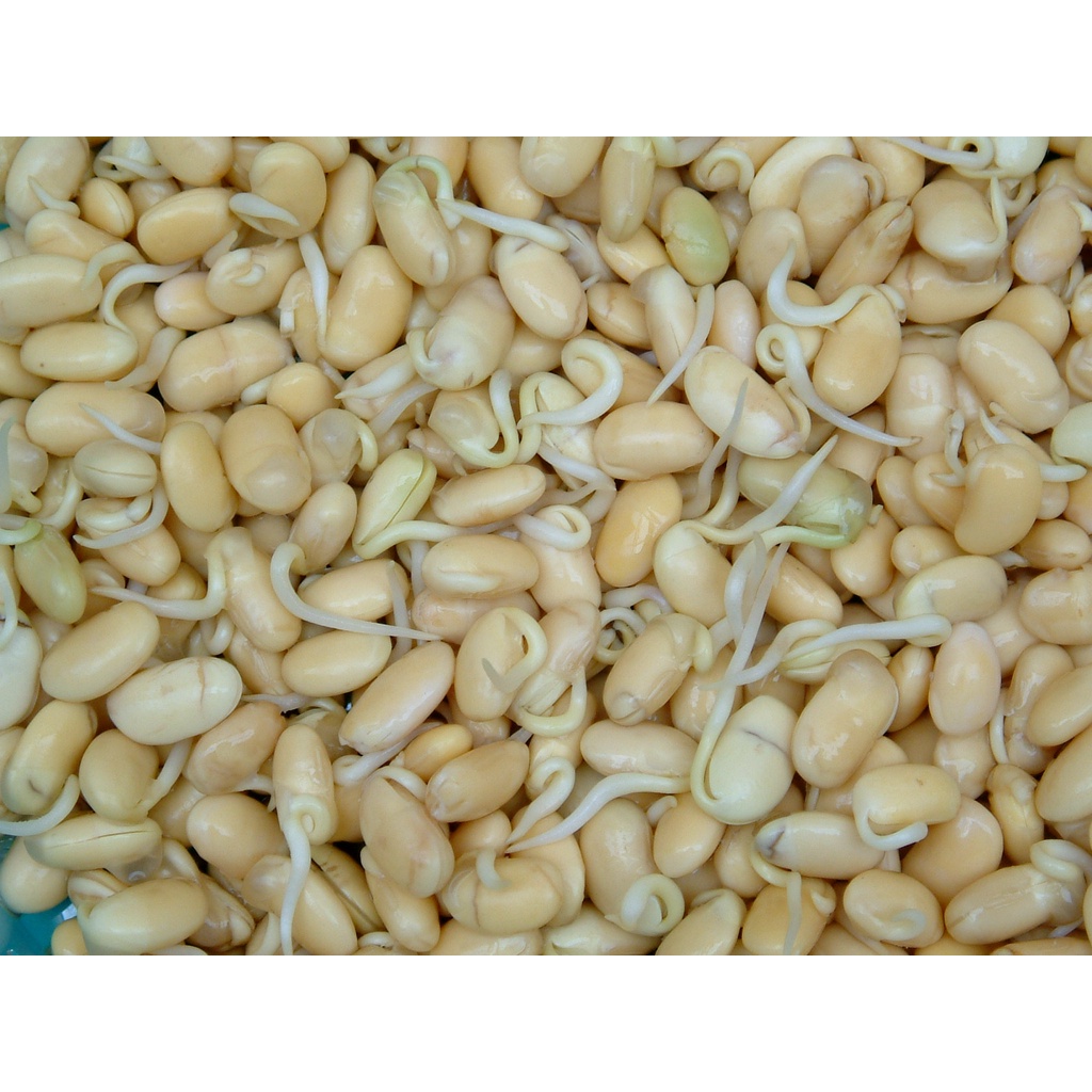 《農友種苗》芽菜種子 SPR-025 黃豆1kg