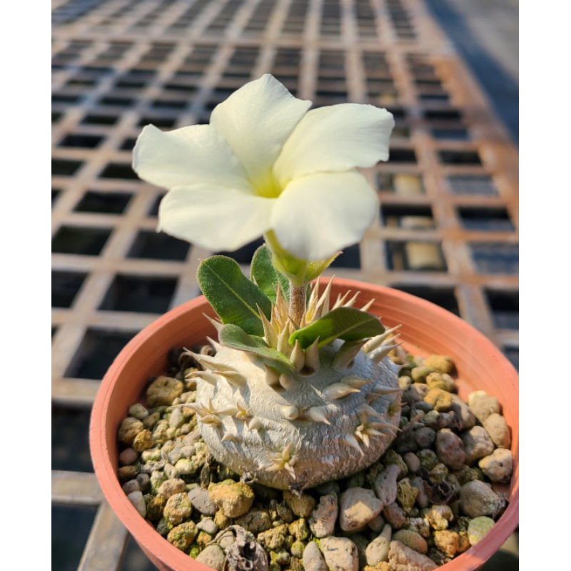 陽明園棒棰樹屬一本尼 白花惠比須笑 蝦皮購物