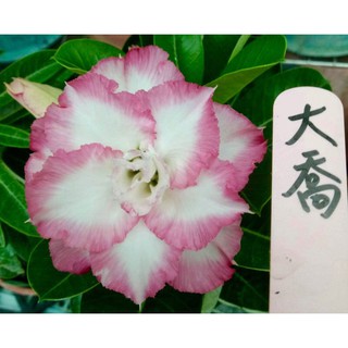 大喬 花夢坊🌹 沙漠玫瑰💖🏵花開富貴🌹 蝦皮🦐特賣、5吋盆、裸根寄出。 風水花，美麗的💖🏵🍭