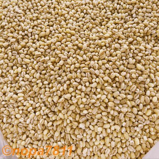 ✨洋薏仁 珍珠米 珍珠大麥 小薏仁 600g 一斤 荷蘭大麥 大麥飯 糯麥 補充膳食纖維 現貨 綠豆湯 紅豆湯