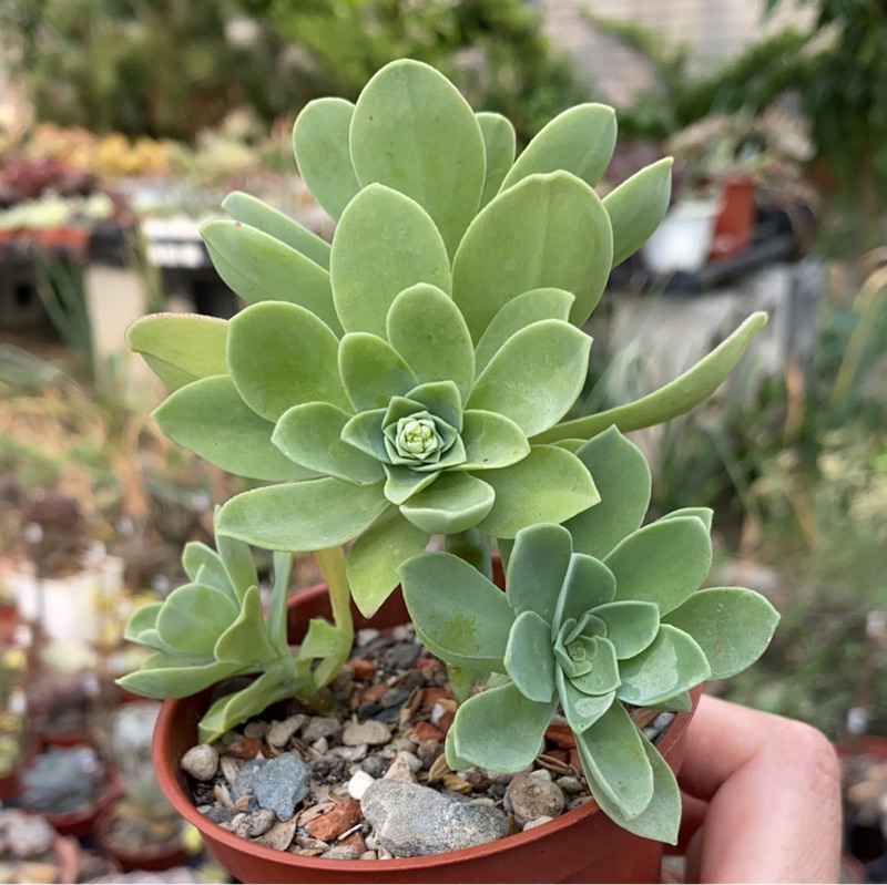紅瓦仙肉屋薄化粧 多肉植物 景天 一物一拍編號 蝦皮購物