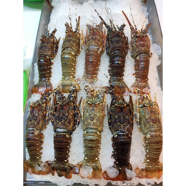 活凍青龍蝦野生生凍小龍蝦70 100g 火鍋烤龍蝦必備多樣料理 蝦皮購物