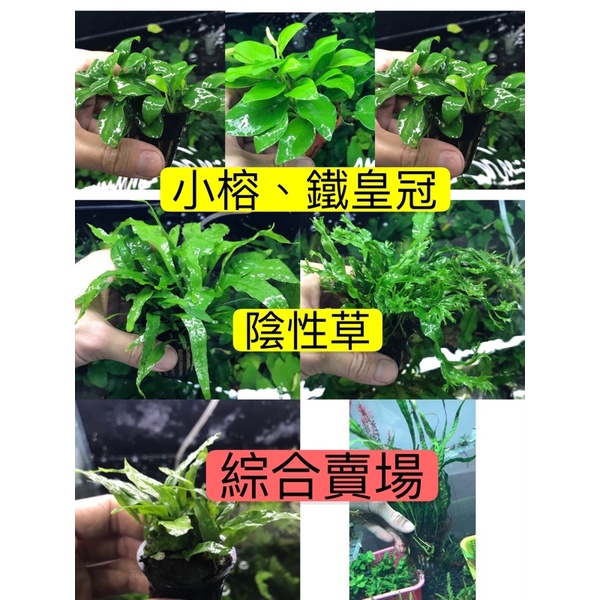 Crazy 草坑 鹿角鐵皇冠小榕黃金小榕迷你小榕鐵皇冠迷你鐵皇冠陰性水草超好養光線需求低免co2 蝦皮購物
