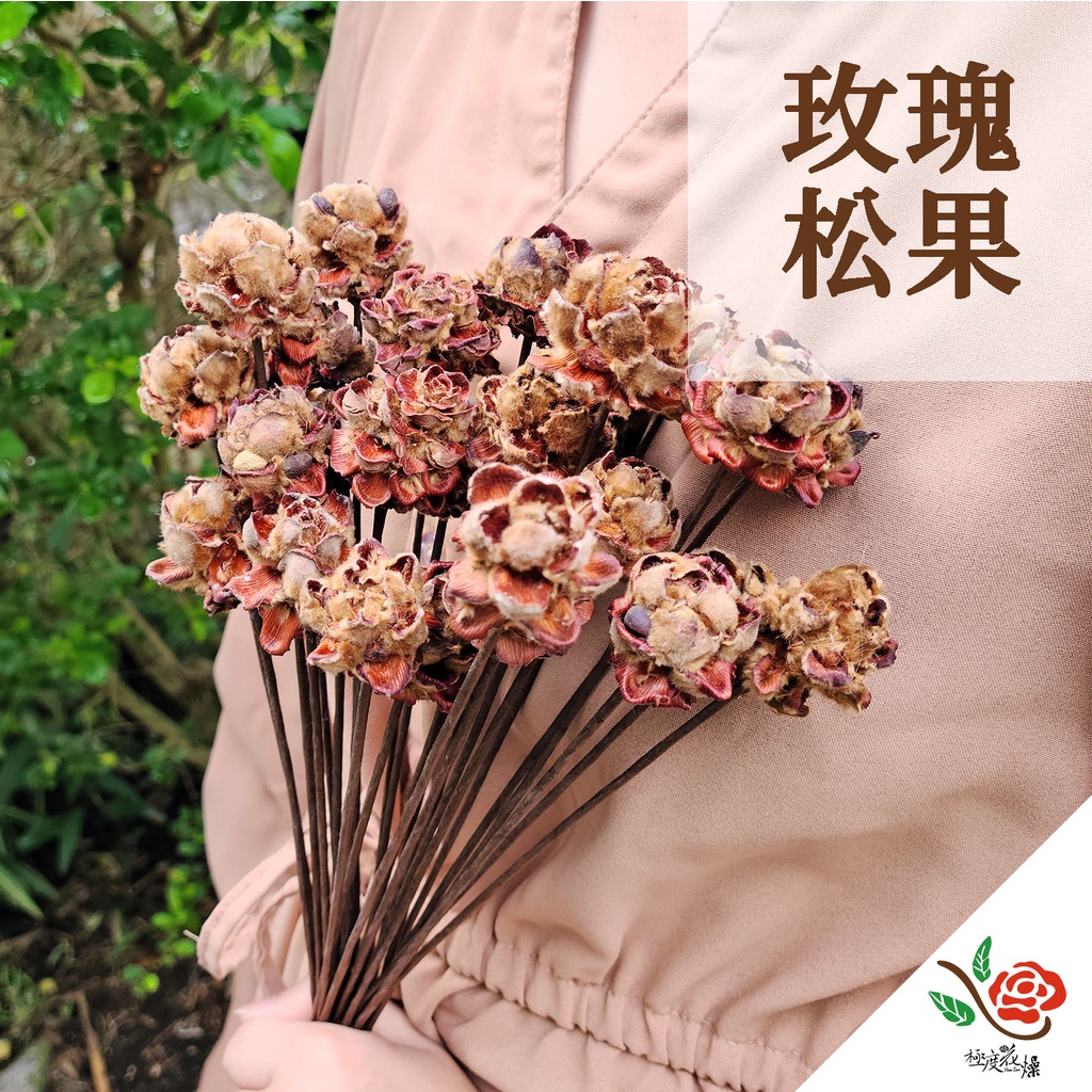 花燥獨家玫瑰松果 極度花燥 松果台灣現貨毬果果實聖誕節果實花圈乾燥花不凋花永生花花材情人節 蝦皮購物