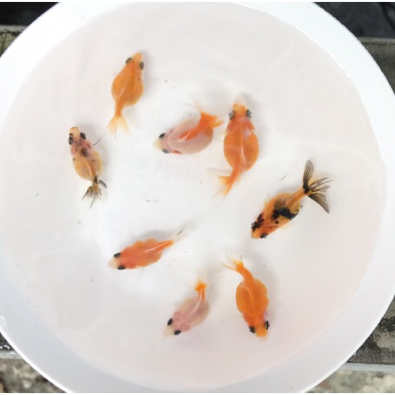 超可愛珠鱗金魚2 5 3公分觀賞魚金魚飼料 蝦皮購物