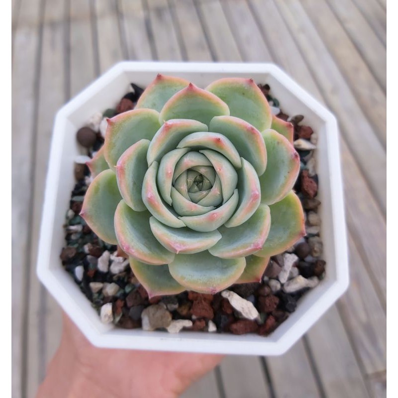 水晶玫瑰多肉水晶玫瑰多肉植物陽光多肉樂園 蝦皮購物