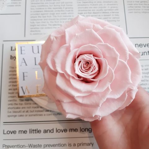 現貨 日本進口rose Amor 粉色系厄瓜多玫瑰永生薔薇玫瑰不凋花有香味1輪9 5 10cm 蝦皮購物