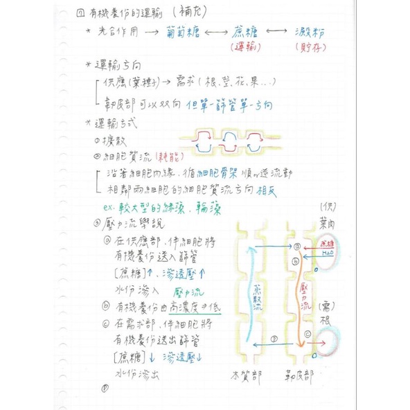 儒林許仁學測生物筆記 牙醫系上榜筆記 蝦皮購物