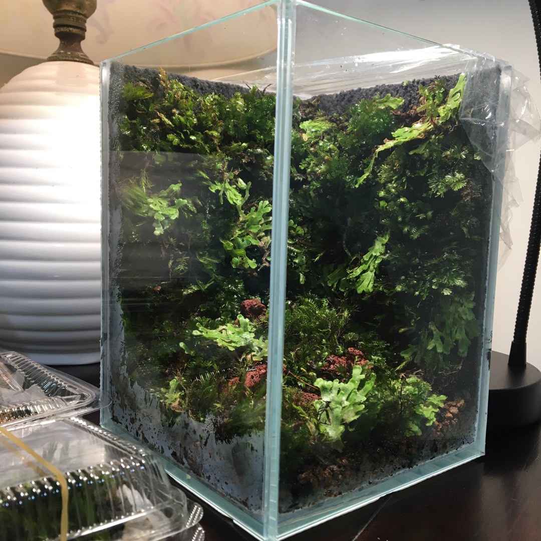 小郭水族 日本 極床活著君生態造景植披布s 30 cm 侘草生態缸兩棲造景缸植栽布 蝦皮購物