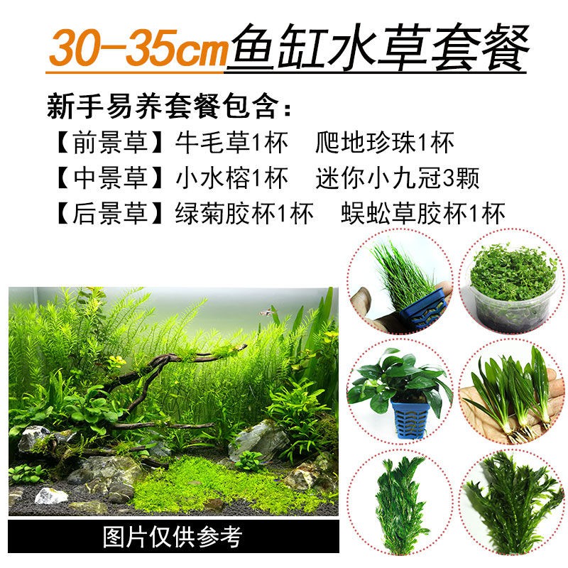 免運 魚缸水草造景套餐懶人水草水族箱活體綠菊淡水植物前中后景水草 蝦皮購物