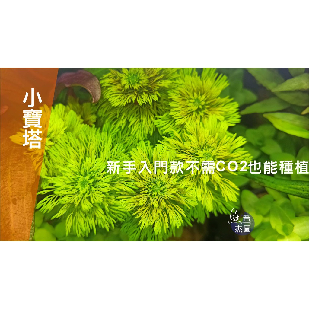 魚草杰園 小寶塔1株免co2水草 陰性水草 陰性草 荷蘭造景 好種植水草 入門水草 蝦皮購物