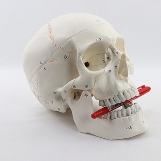 仿真人體頭骨顱骨模型 骨縫線頭顱骨解剖標本 數字標識 頭骨神經骨科醫學教學用具 MTG005