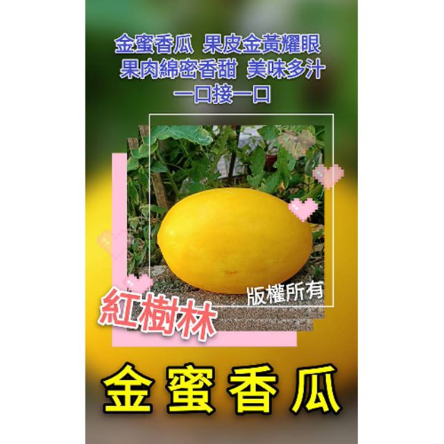 【紅樹林】  金蜜香瓜種子 @果肉綿密香甜  美味多汁(種子)~每份40粒