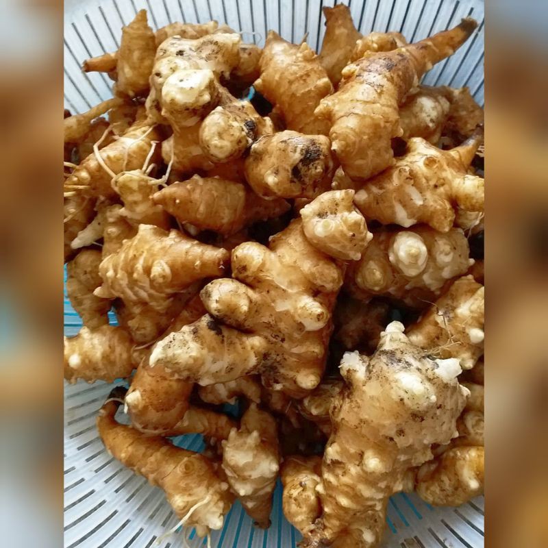 四季春園藝 菊芋 白皮 盆栽盆苗洋姜洋芋頭洋羌番羌五星草黃葵花鬼子姜洋生姜 蝦皮購物