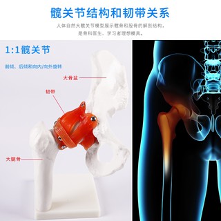 人體髖關節股關節模型人體骨骼骨架模型 醫用人體關節 教學教具