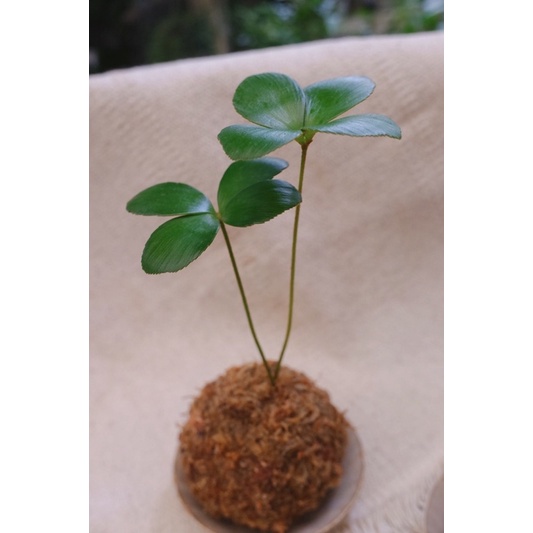 幸運草墨西哥鐵樹苔球苔玉植物植栽盆栽桌上植物室內植物 蝦皮購物
